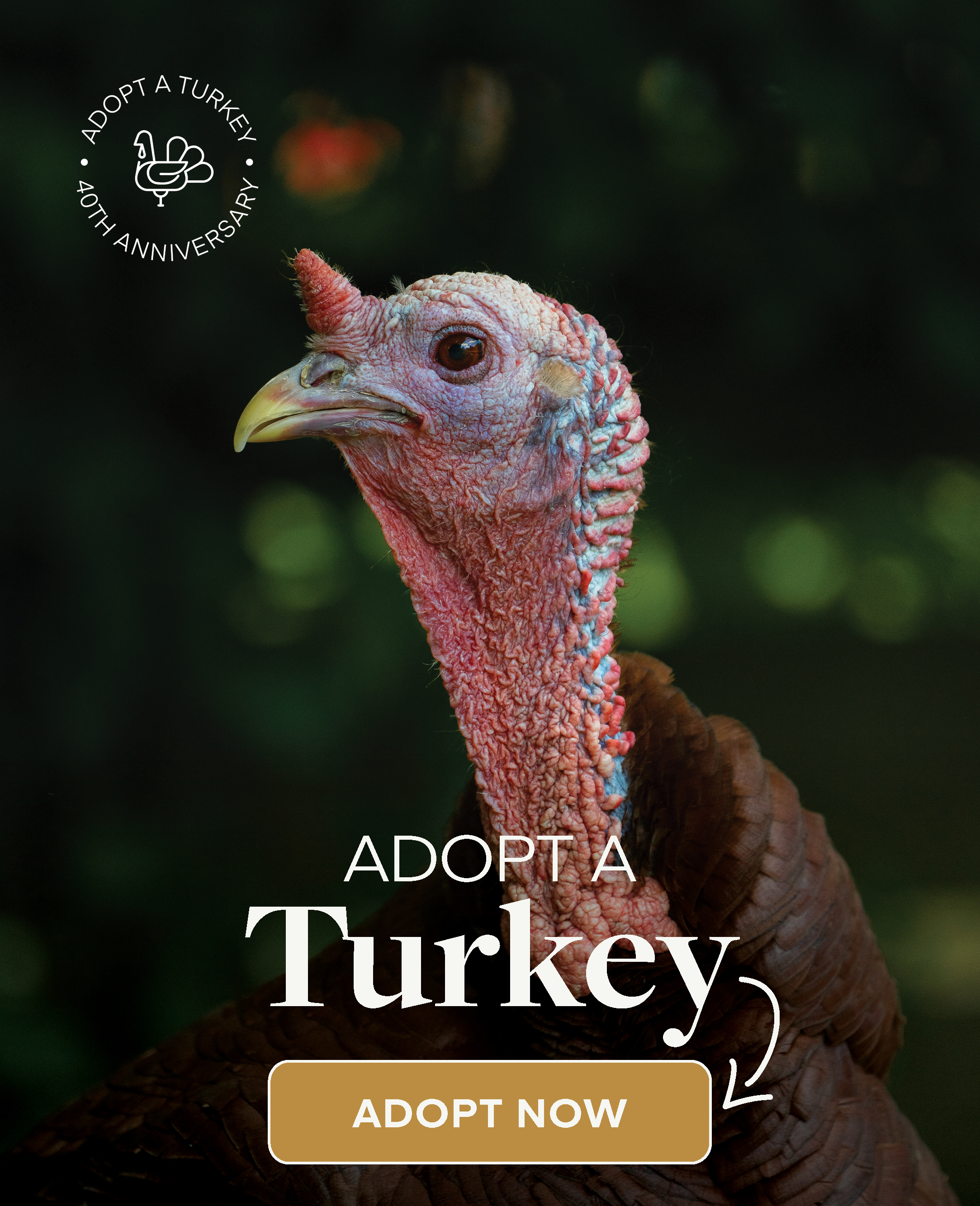 Adopt a Turkey Today!